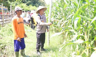 Dorong Produktivitas Jagung, Polres Sumbawa Barat Bersinergi Bersama Kelompok Tani Lakukan Penyemprotan Pupuk Hibrida